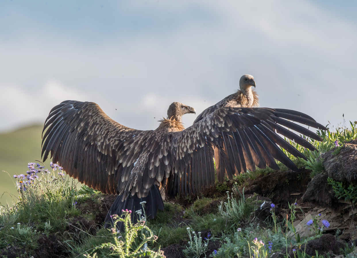7 Birds Not to Use as Role Models