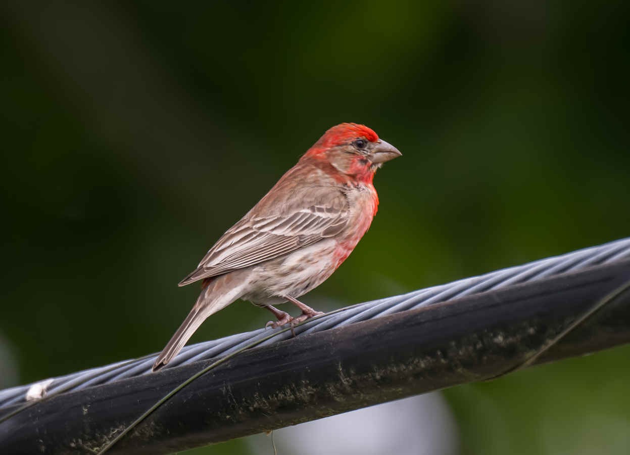 Species Spotlight: House Finch