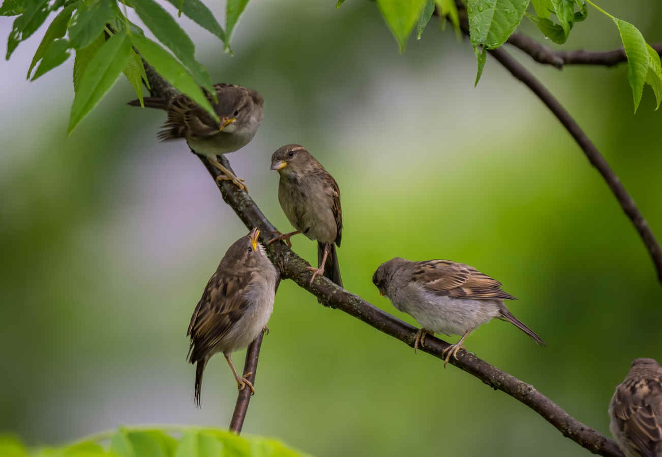 Species Spotlight: House Sparrow