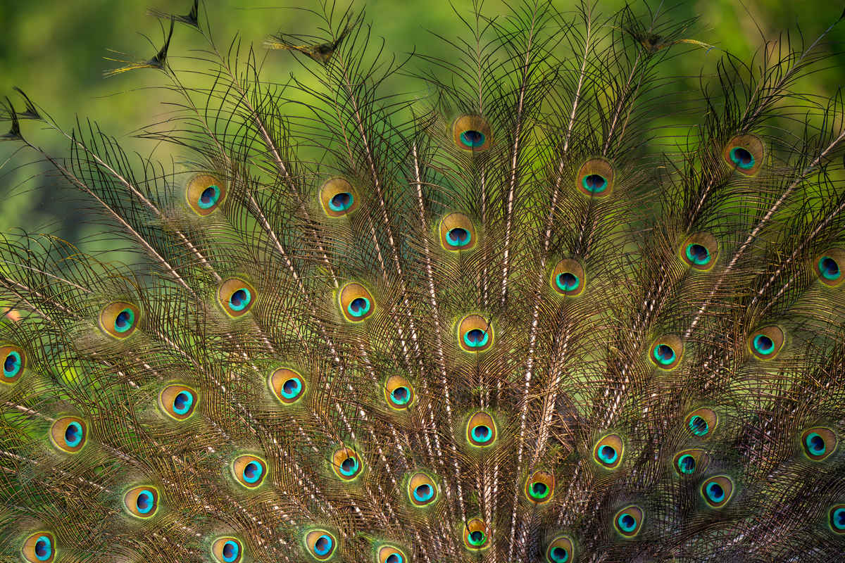 The 10 Most Colorful Bird Species (according to ChatGPT)