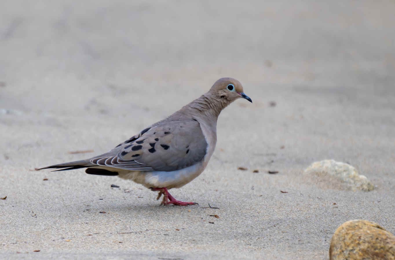 Species Spotlight: Mourning Dove