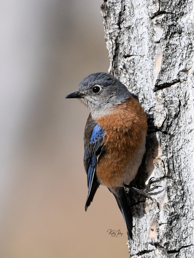 Ask a Birder: What is the most beautiful bird song you have ever heard?