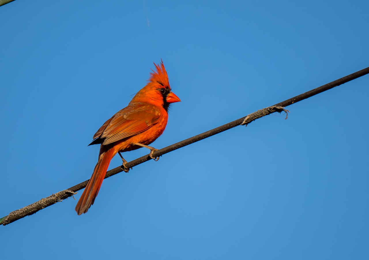 US State Birds by Popularity