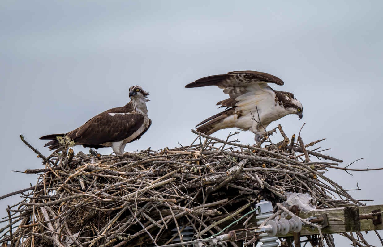 Ospreys of Northeast Pennsylvania: Lackawanna State Park