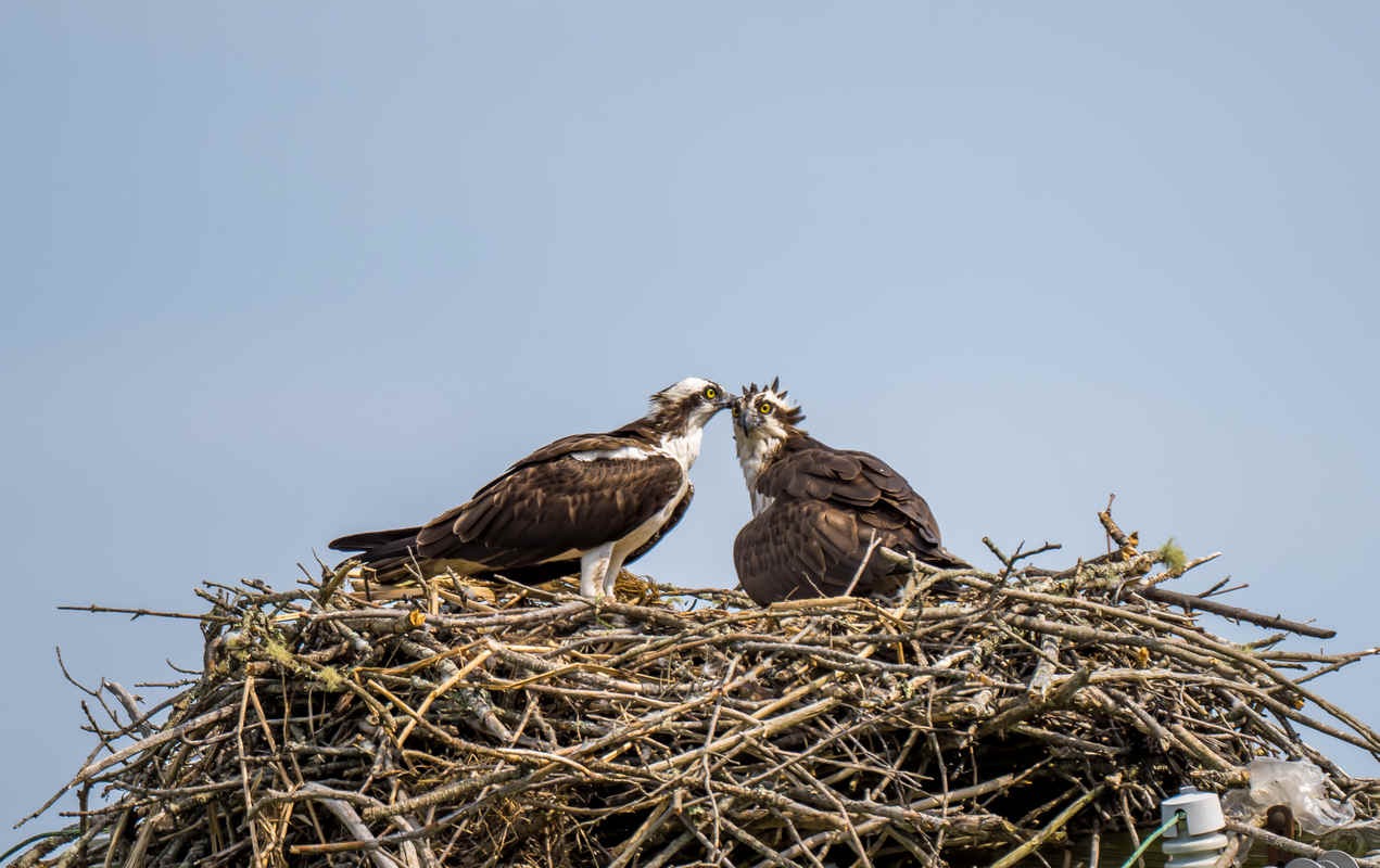 Species Spotlight: Osprey