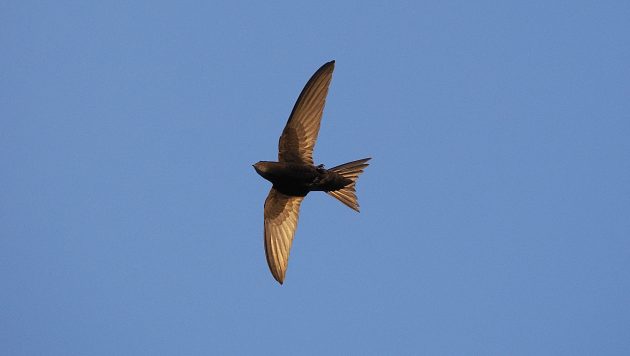 A Swift summer