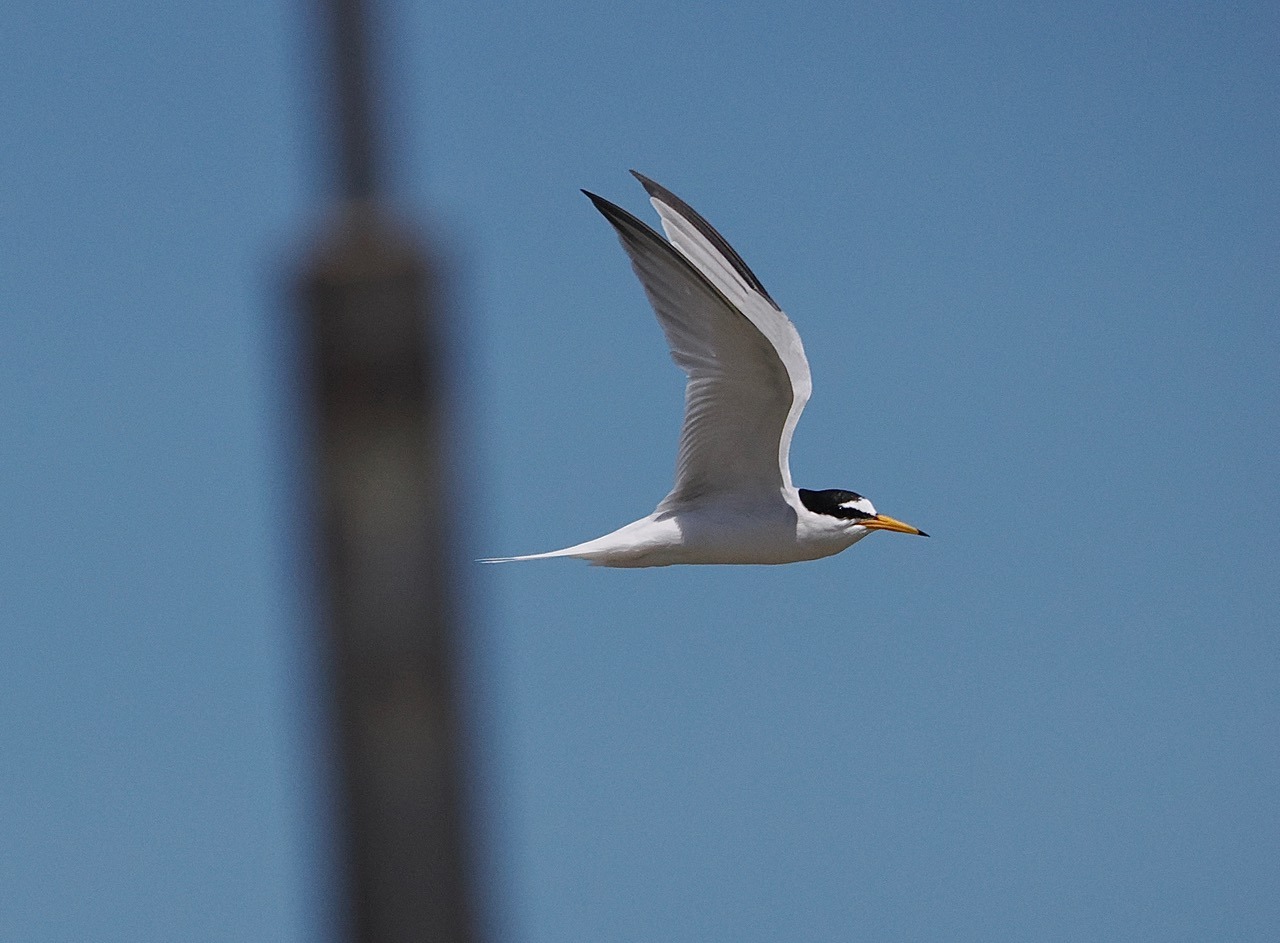 Sea-swallow Summer