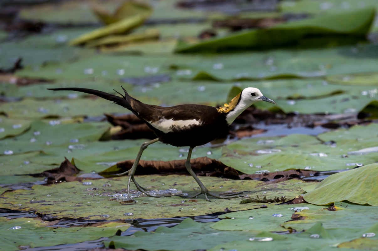 Ask a Birder: Are there bird species in which males are the choosier sex?