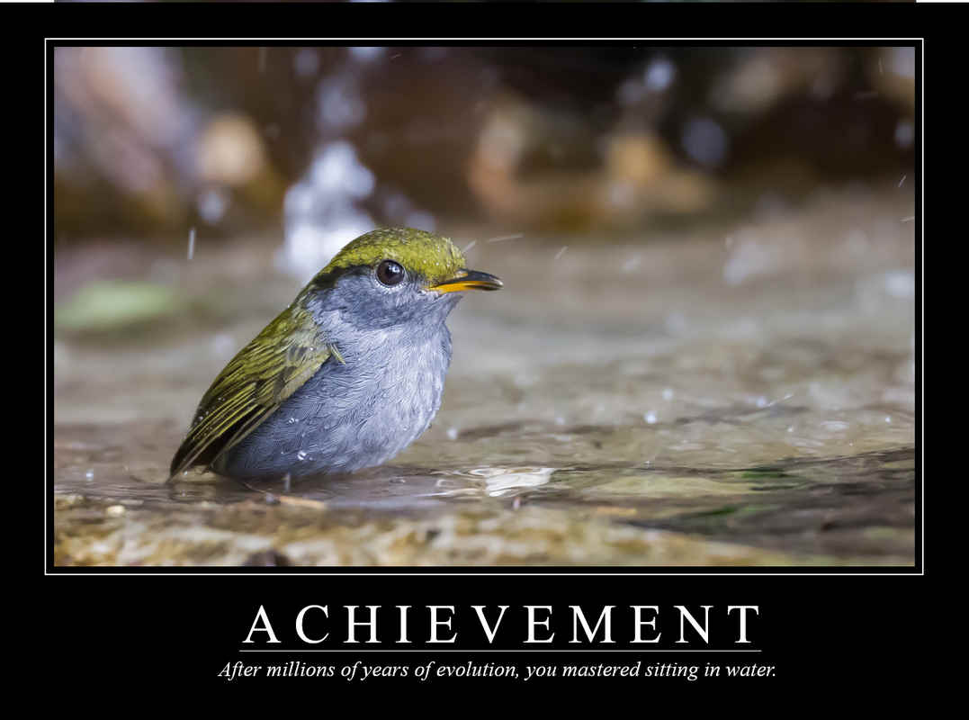 Demotivational Posters for Birds (XL)