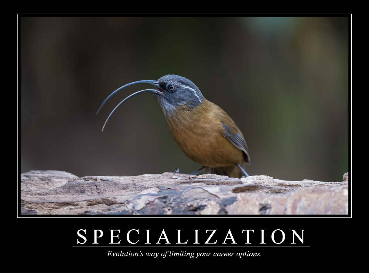 Demotivational Posters for Birds (XLIV)