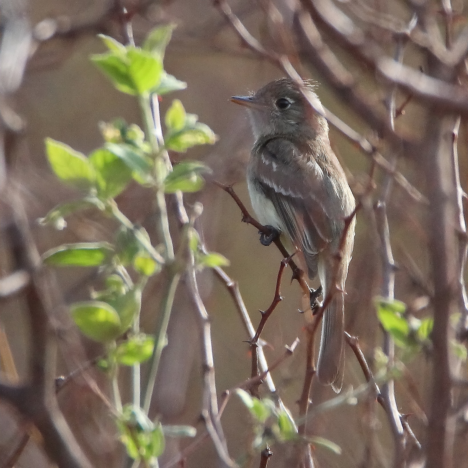 Pinning Down Endemics