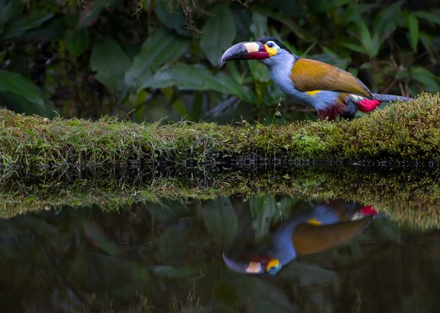 Plate-billed Mountain Toucan