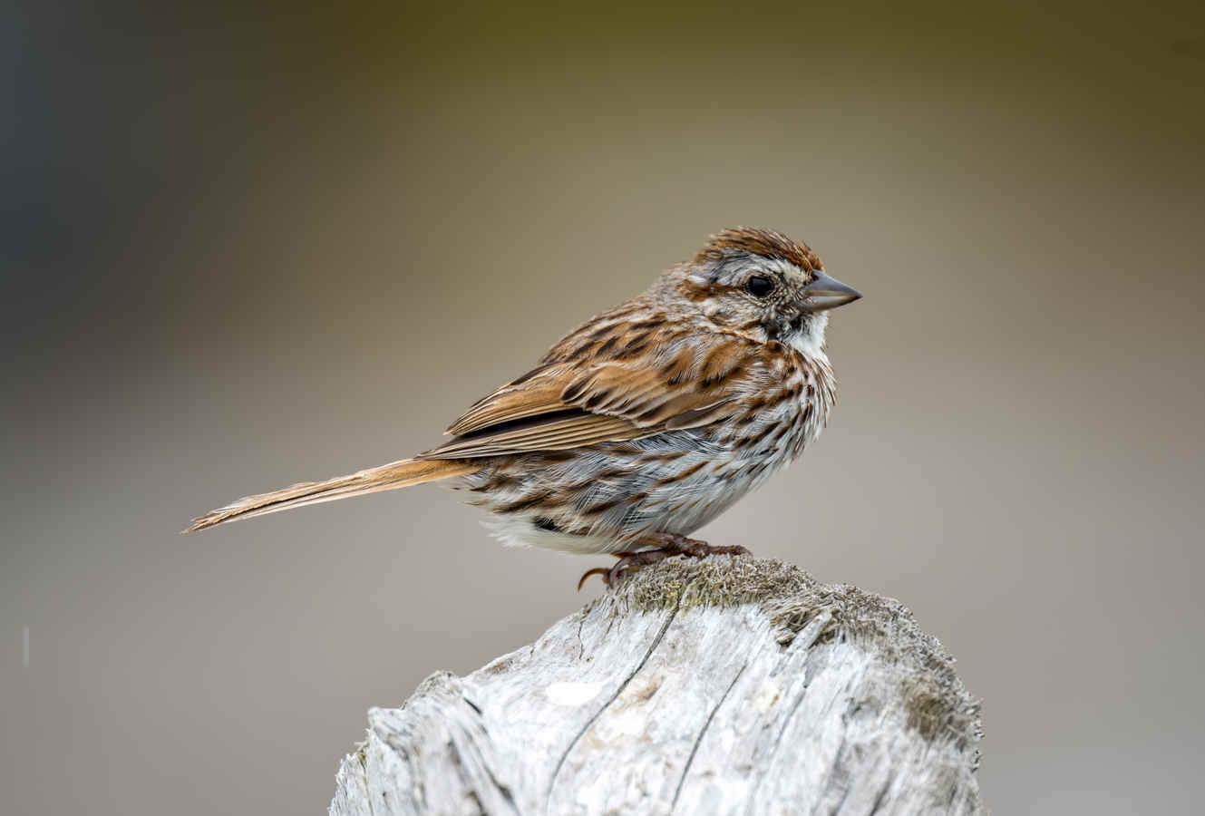 Species Spotlight: Song Sparrow