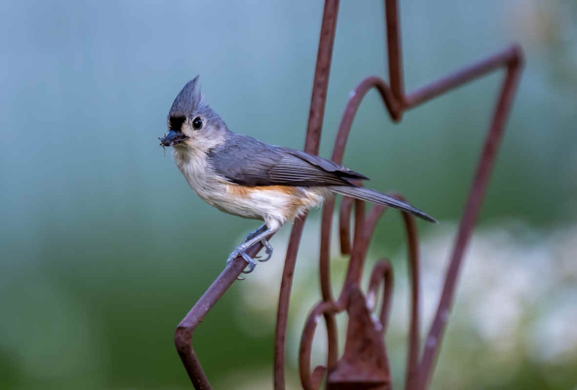 Species Spotlight: Tufted Titmouse