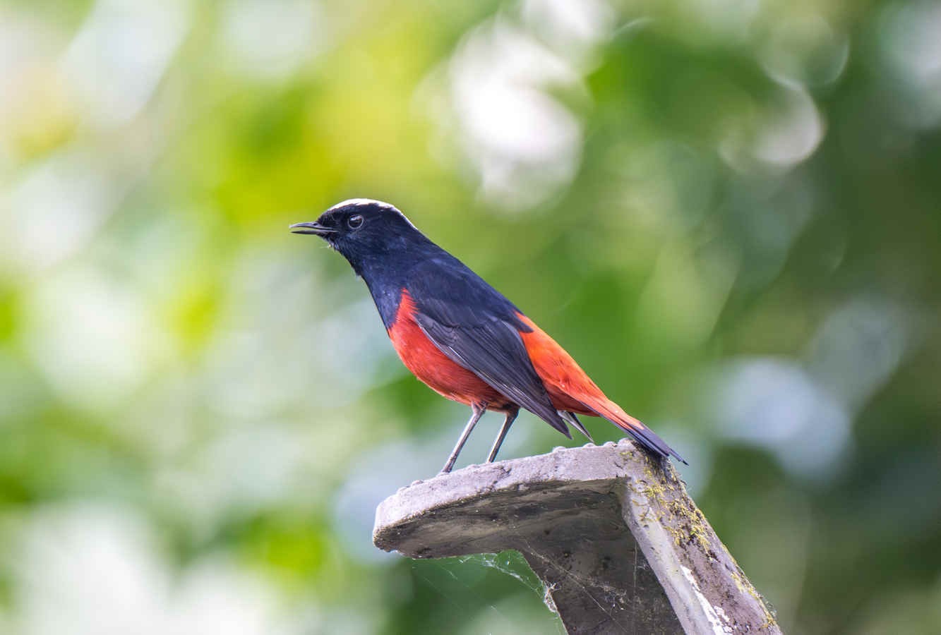 Ask a Birder: Is there any specific music you listen to related to birding?