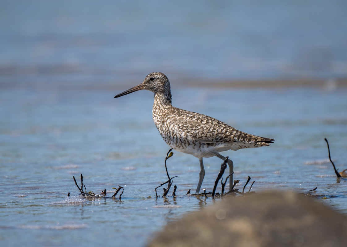 Species Spotlight: Willet
