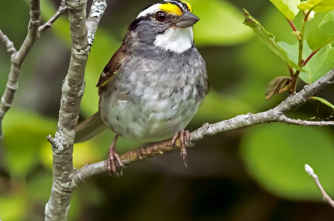 a close up of a sparrow with a white throad