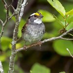 a close up of a sparrow with a white throad