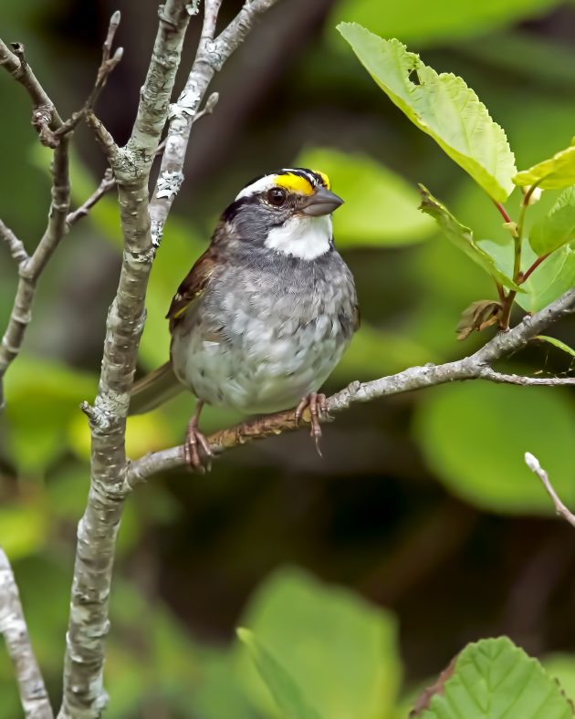 White-Throated Sparrow: A Poem
