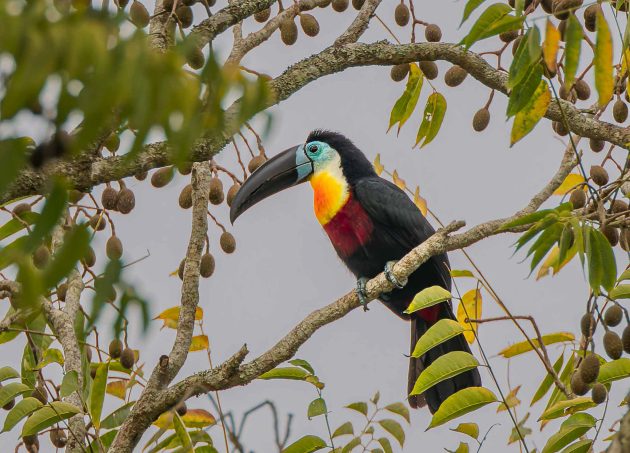 Channel-billed Toucan