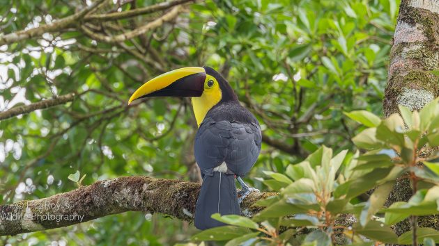 Yellow-throated Toucan