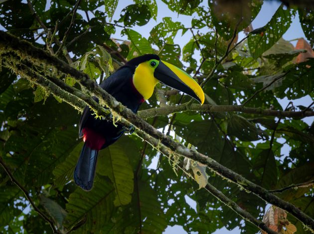 Choco Toucan