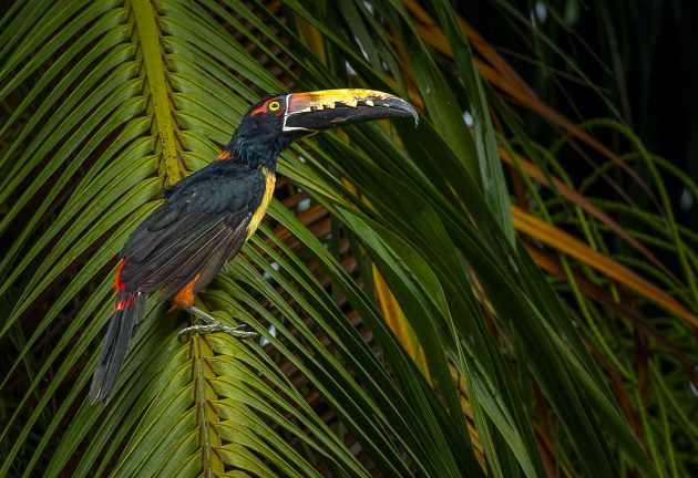 collard aracari