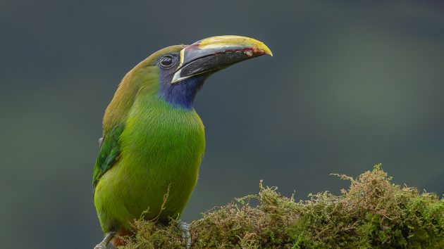 Emerald Toucanet