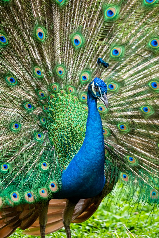 I store it in my bird palace!