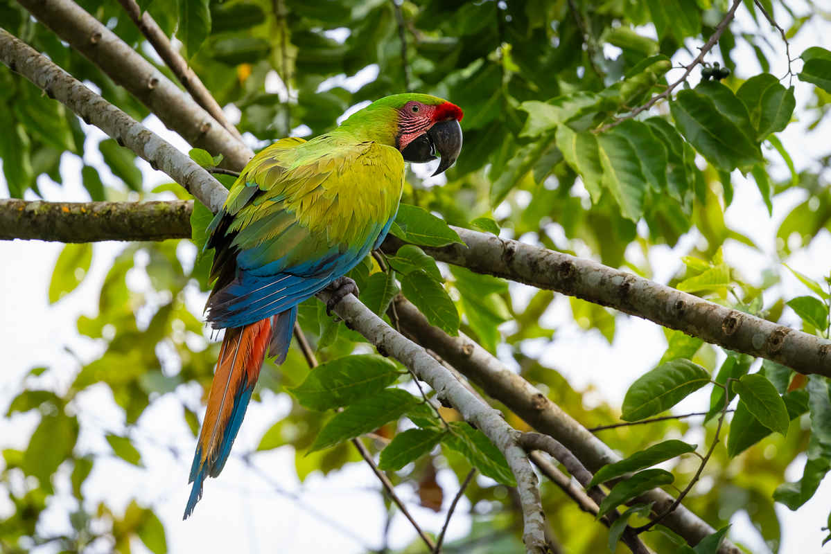 Three Photos: Iconic Birds of Boca Tapada, Costa Rica