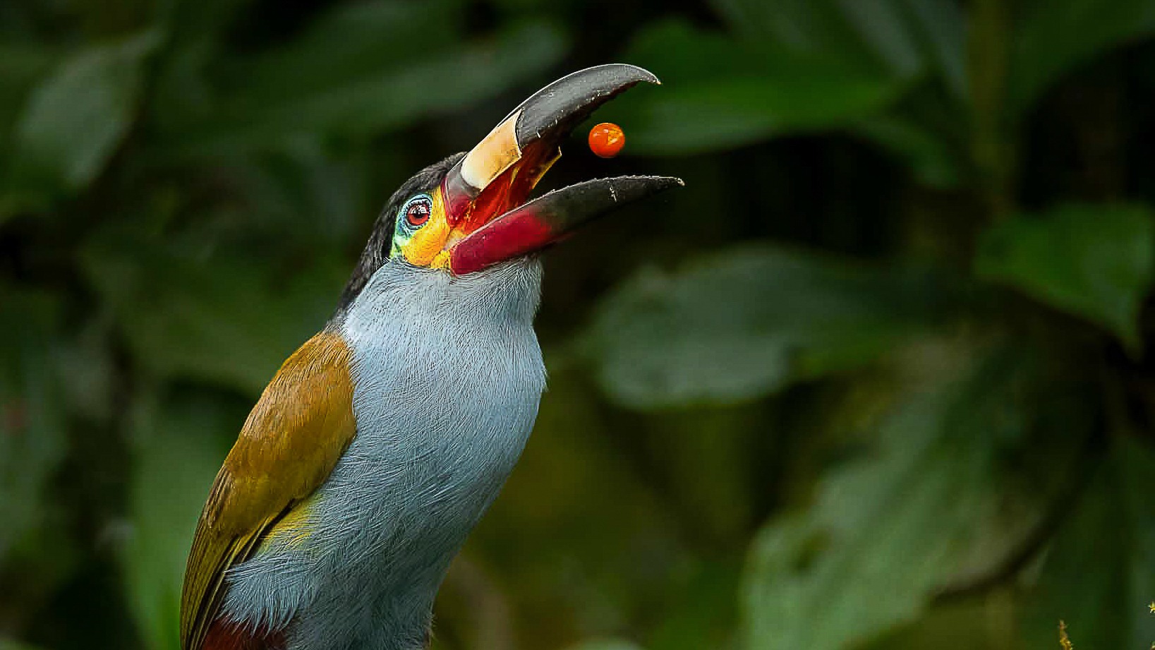 The Toucans That Kept Turning Up