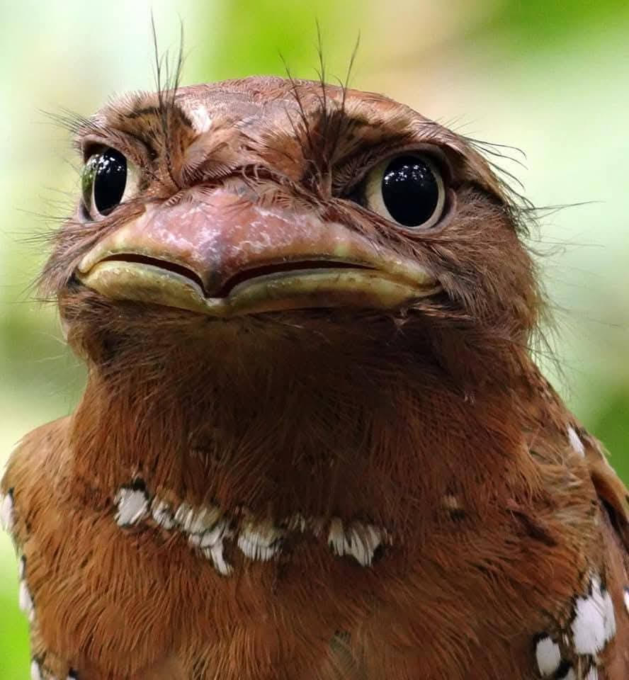 The Master of Camouflage: My Years with the Sri Lanka Frogmouth