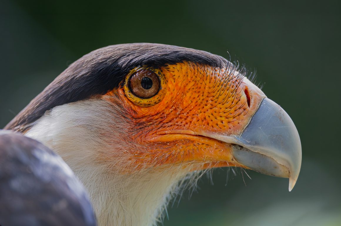 Crested-Caracara