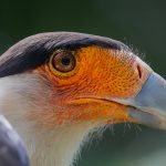 Crested-Caracara