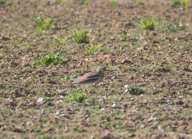 The curious case of the Norfolk Plover
