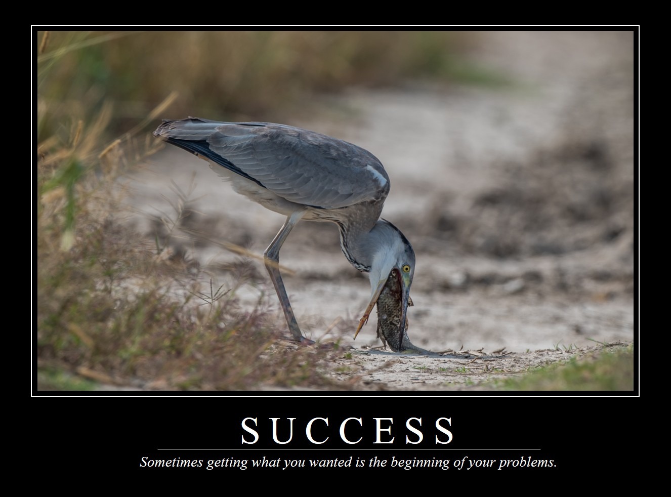Demotivational Posters for Birds (LIII)