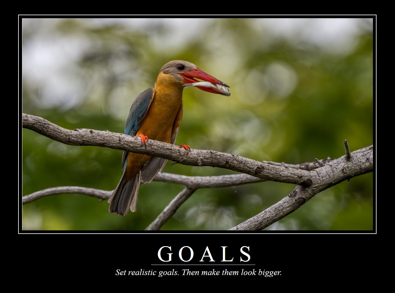 Demotivational Posters for Birds (LIV)