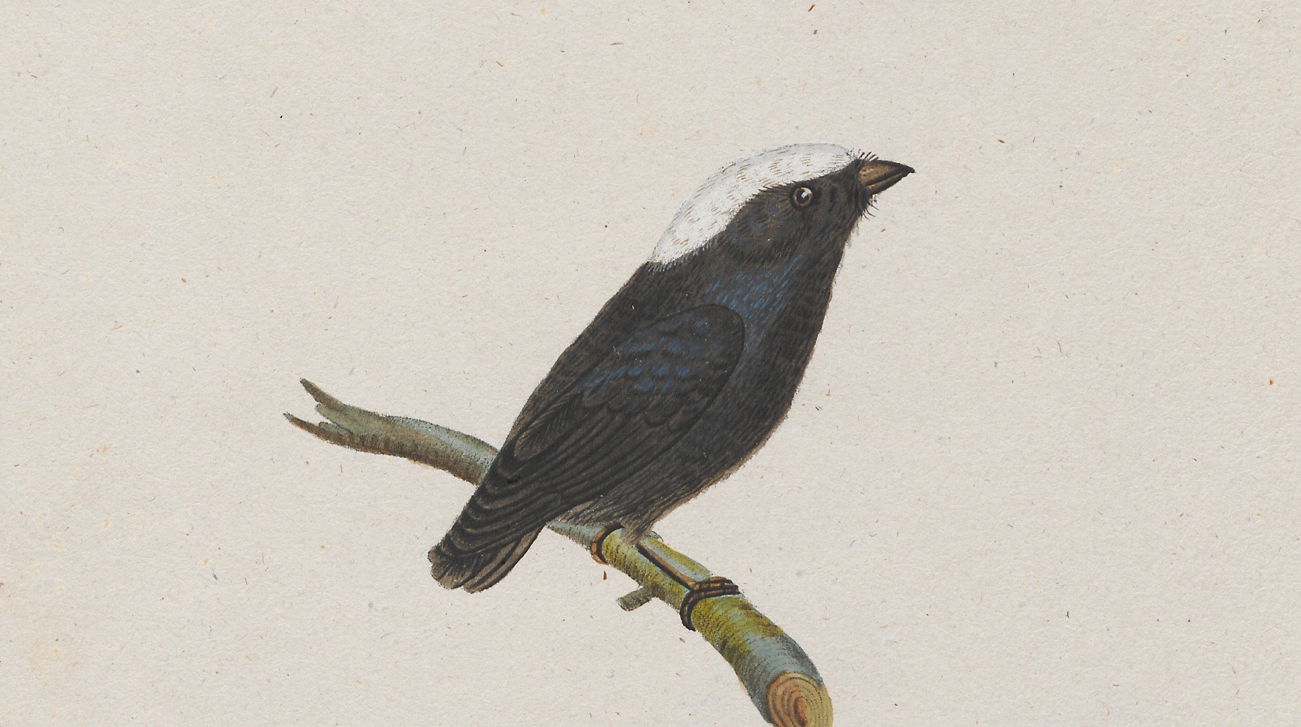 The Mythical Snowcap