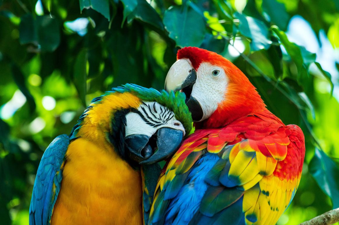 Macaw mates sitting on a branch outside