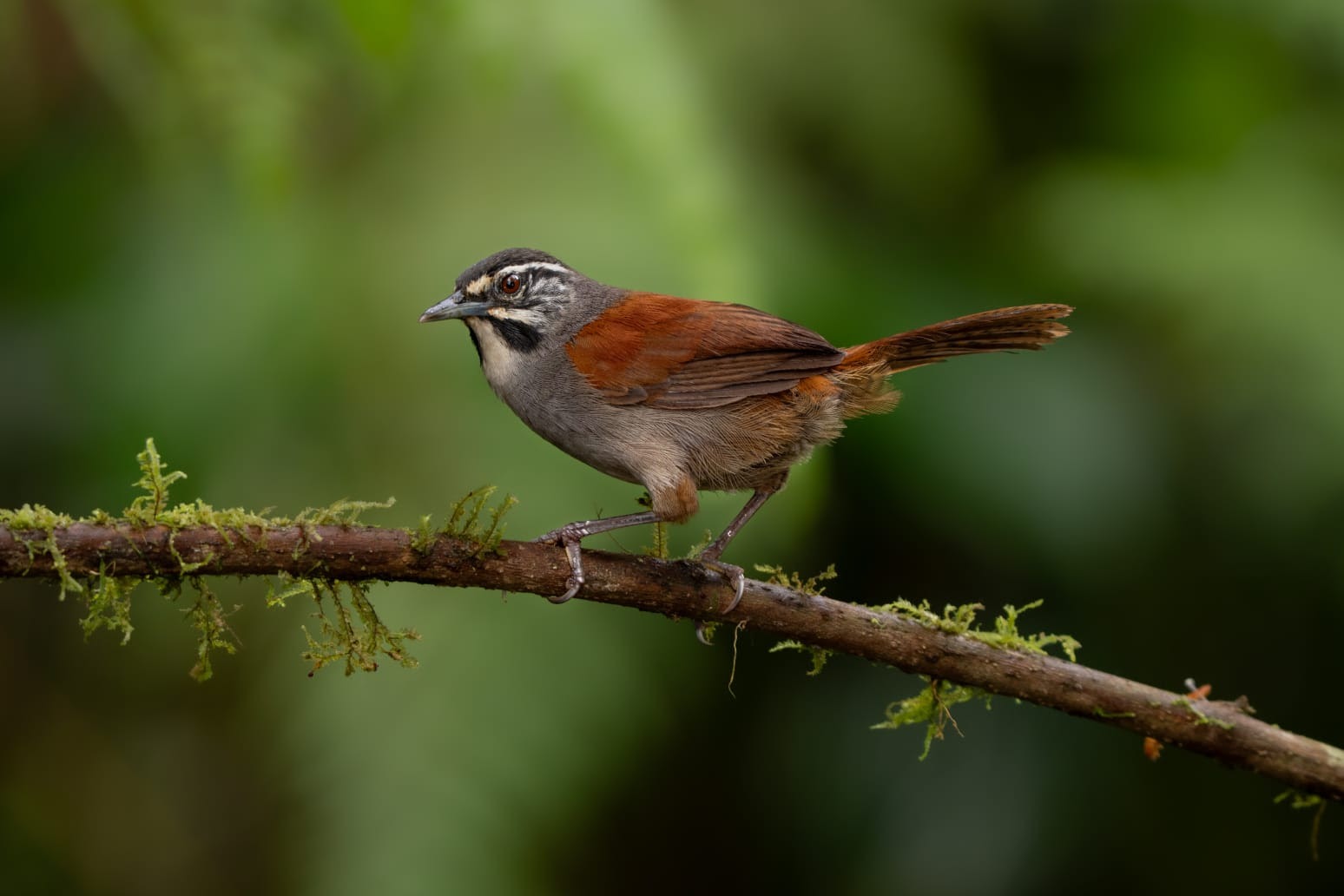 Colombia After the Earthquake: A Message from the Birding Community