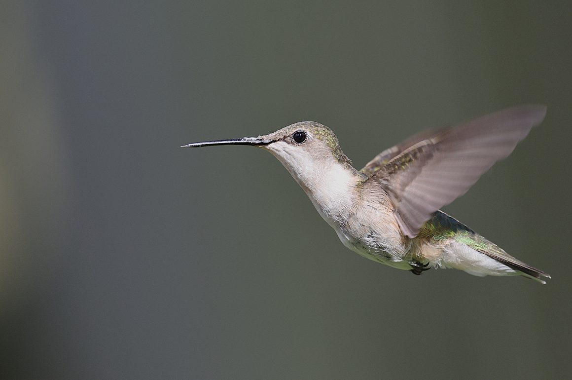 hummingbird in flight