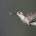 hummingbird in flight