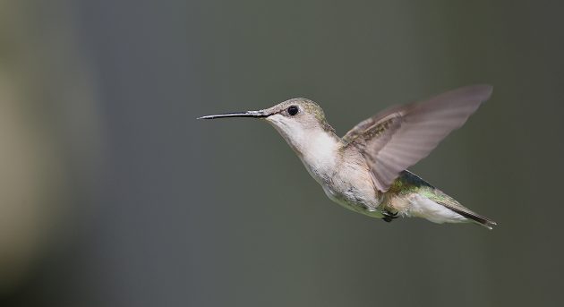 Ruby-throated Hummingbirds – A Poem