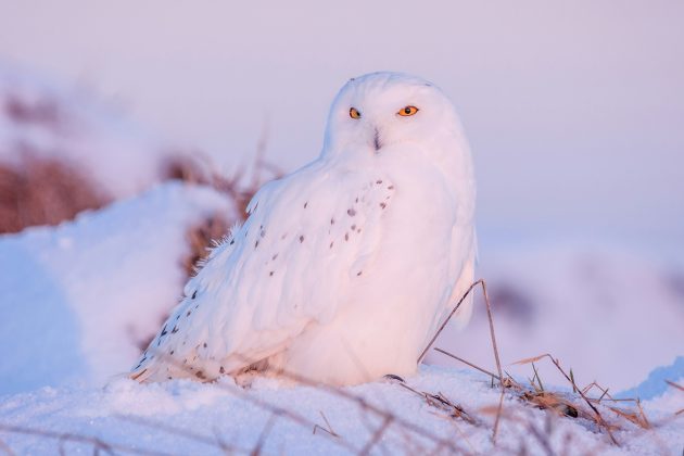 When Sharing a Rare Bird Sighting Does More Harm Than Good