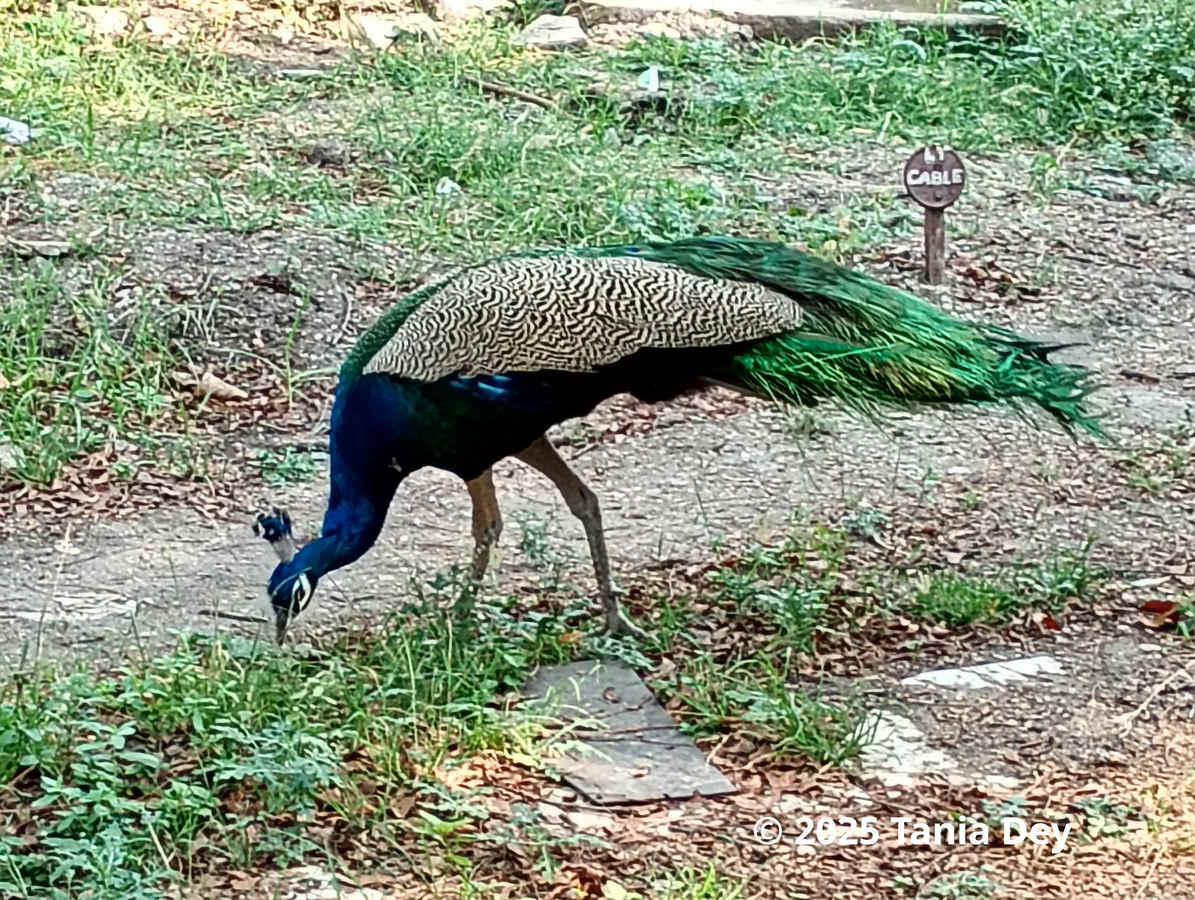 Peacocks on College Campuses