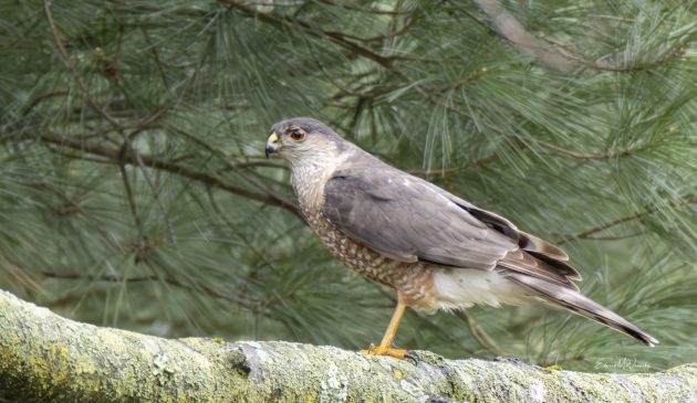 The Sharp-Shinned Hawk