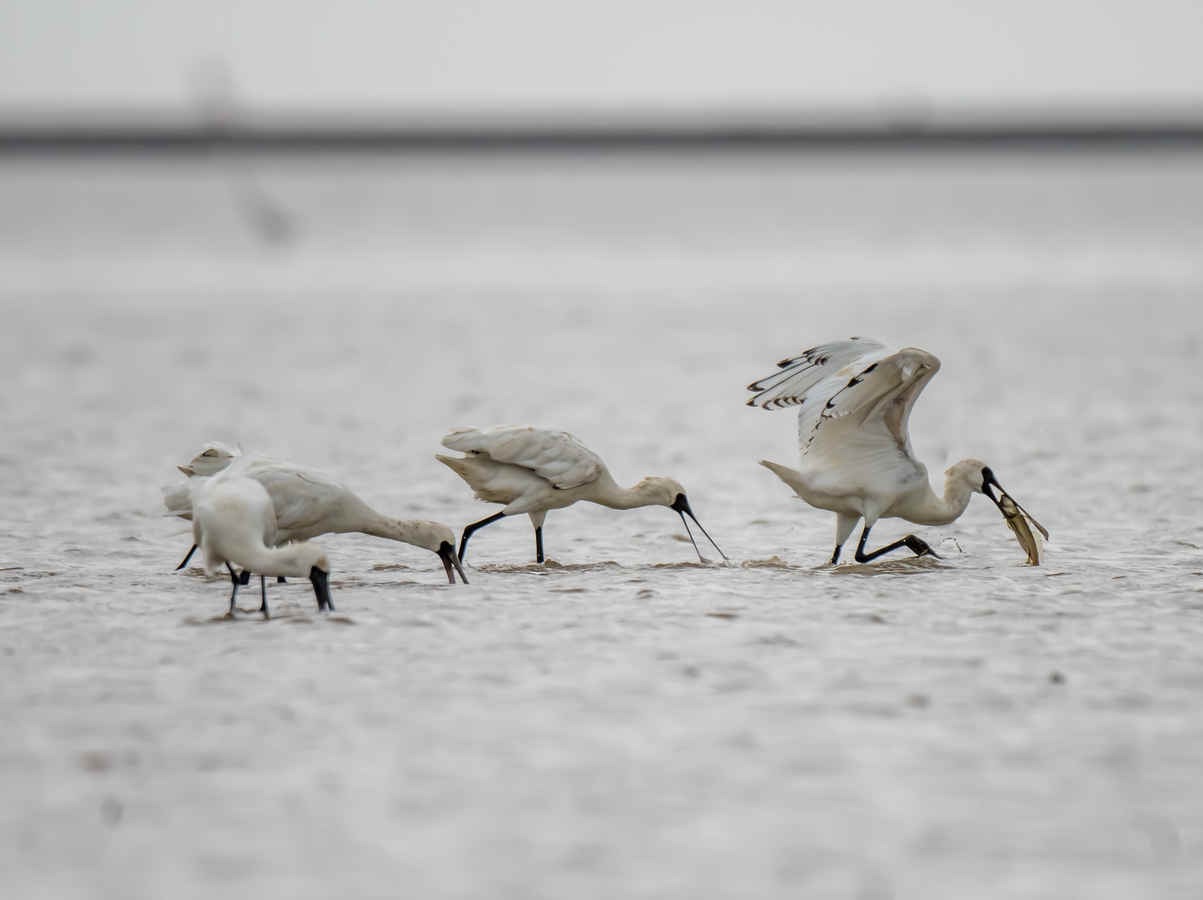 Birding Shanghai in September 2026