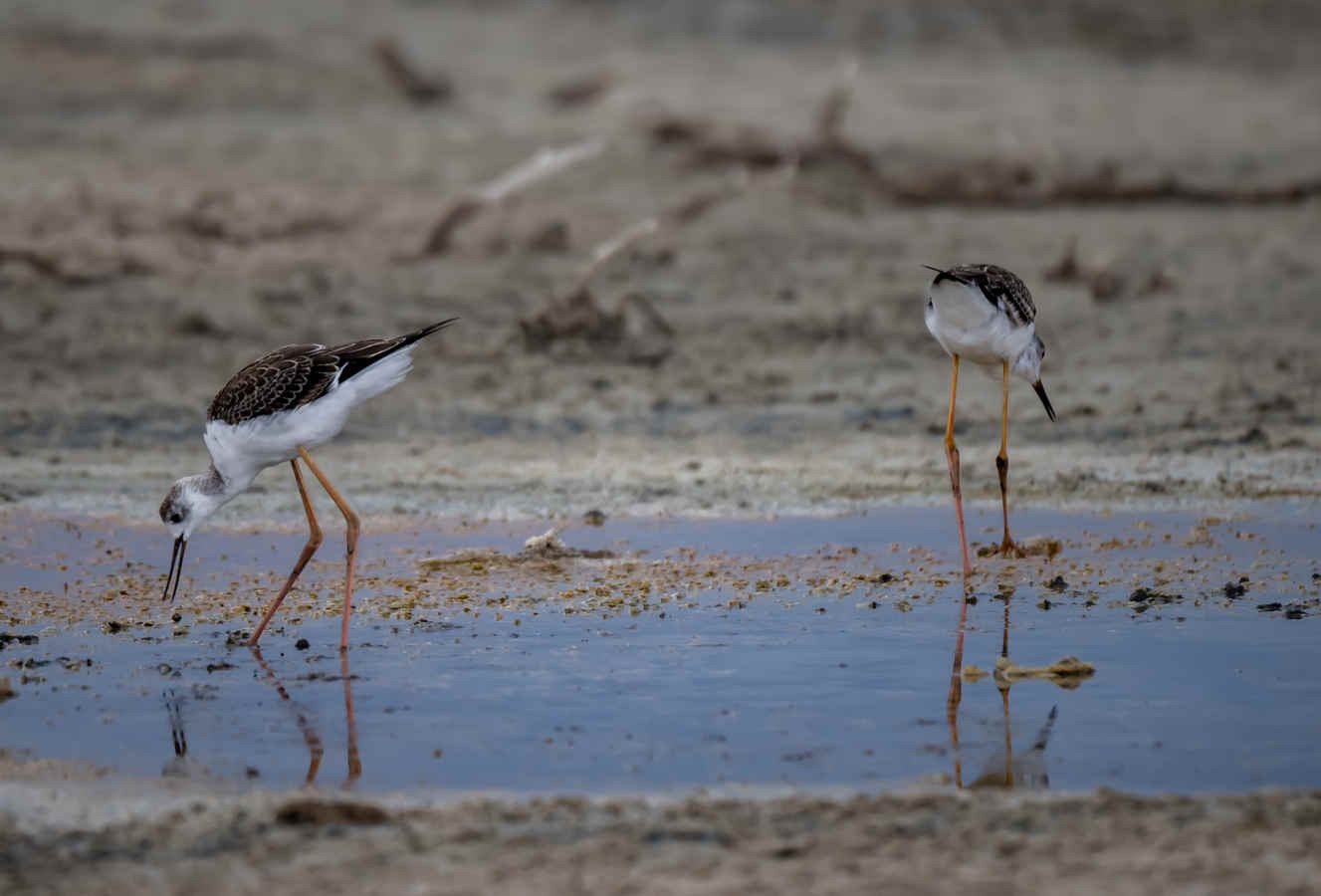 Some Waders of Xinjiang