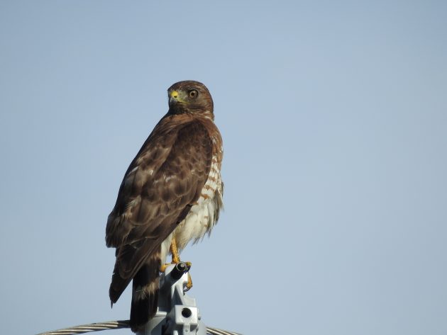 The Broad-winged Hawk