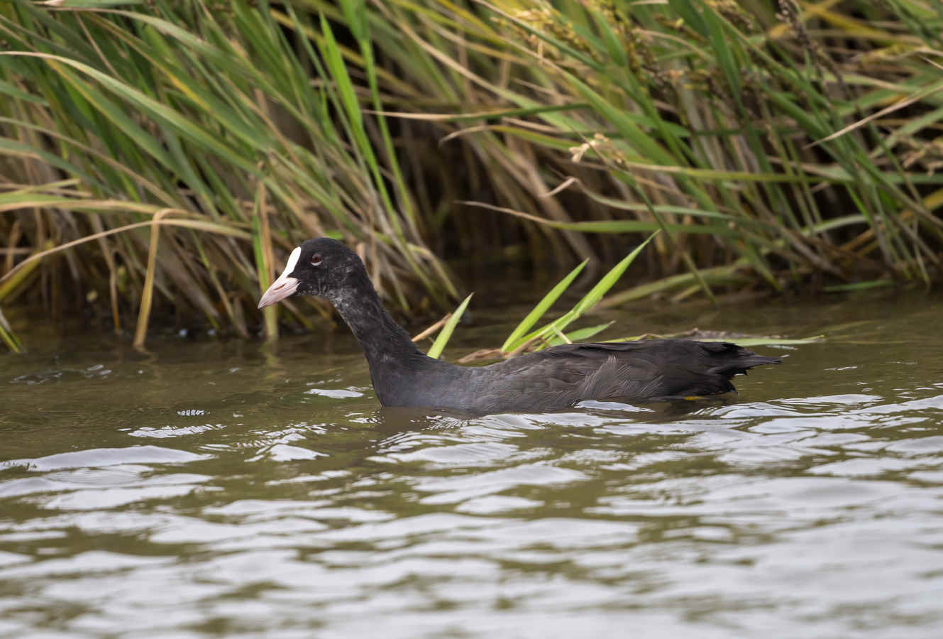 Ask a Birder: Do Coots Get Used to City Life?